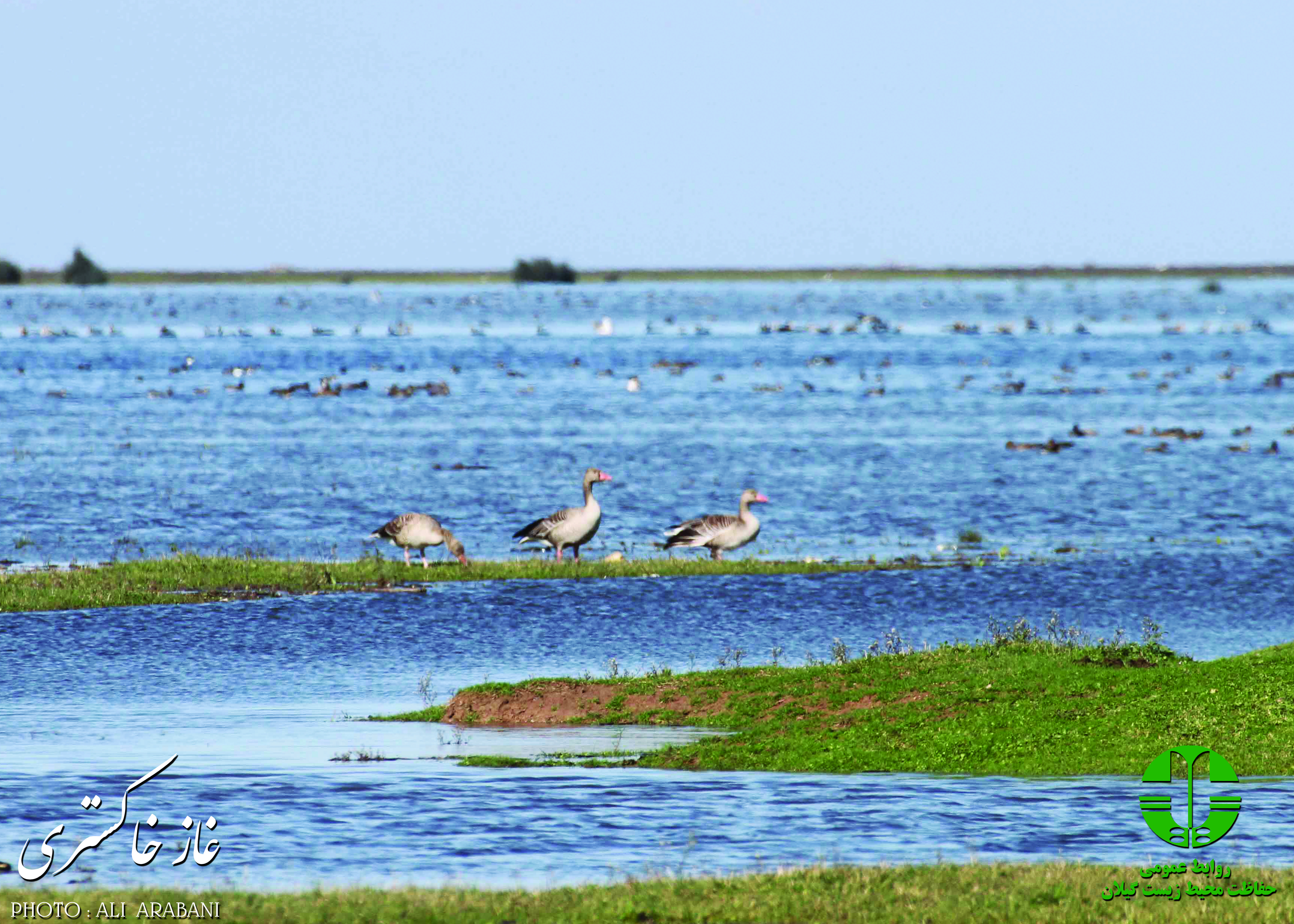 Anser anser in Bujagh wetland